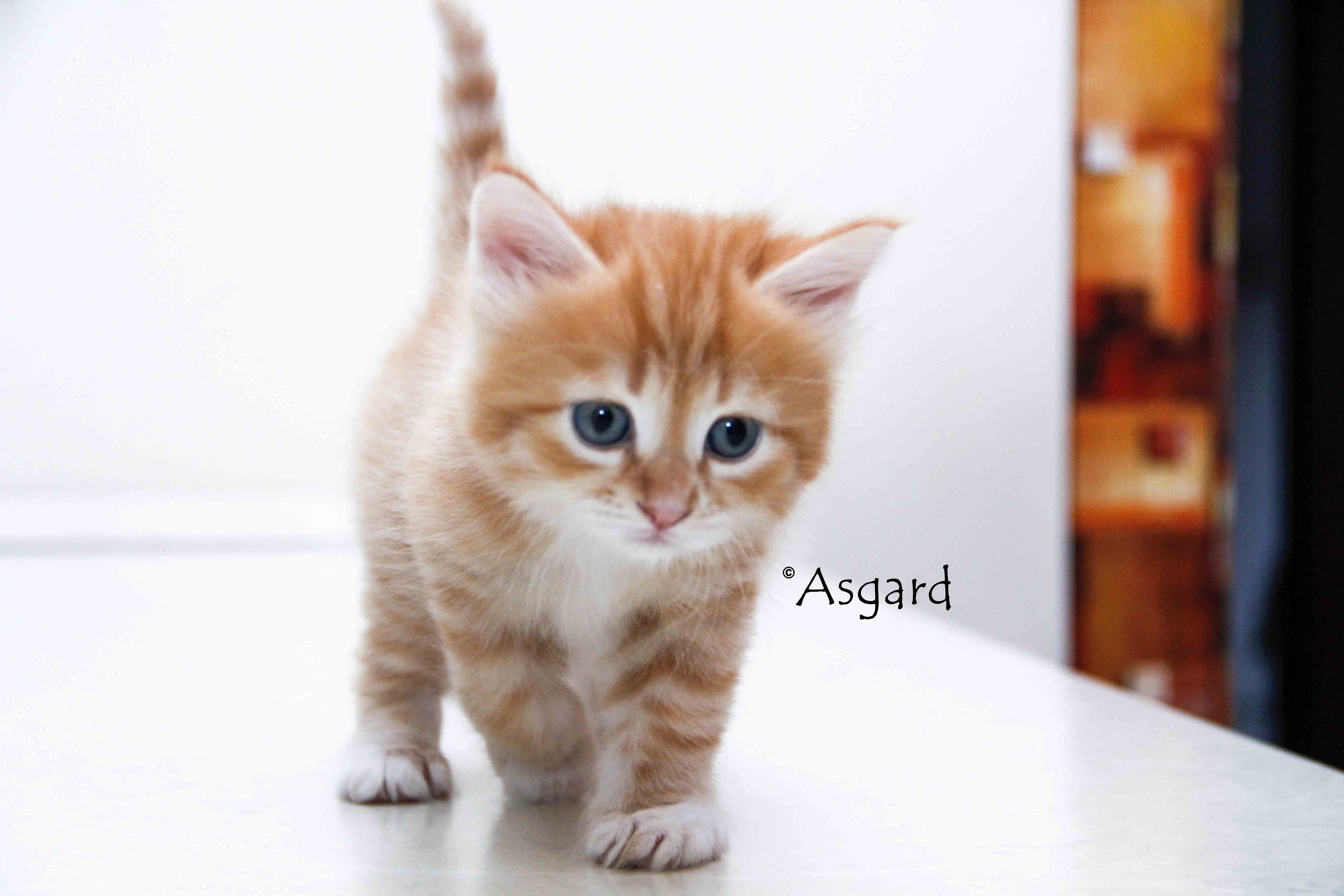 ASGARD