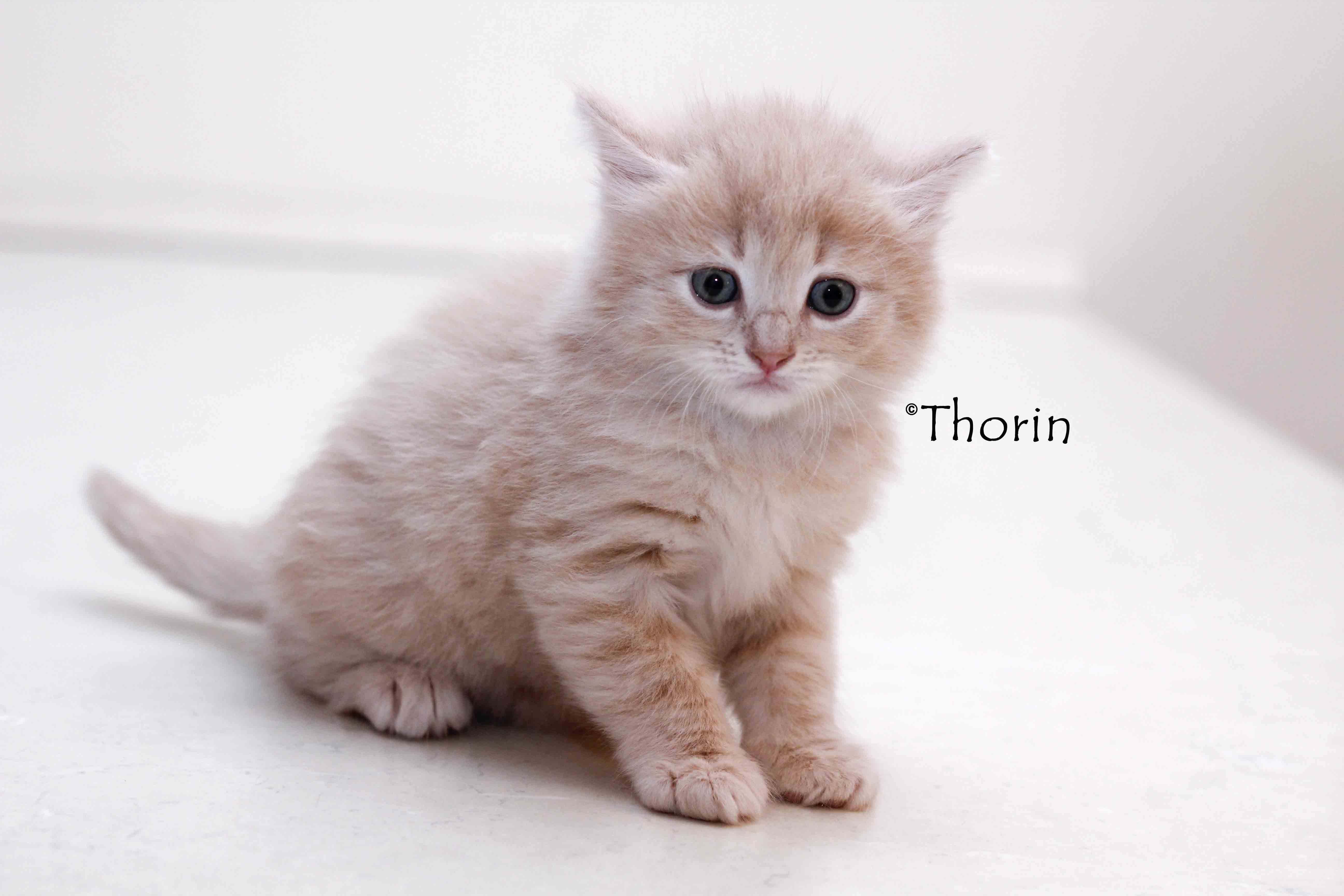 THORIN